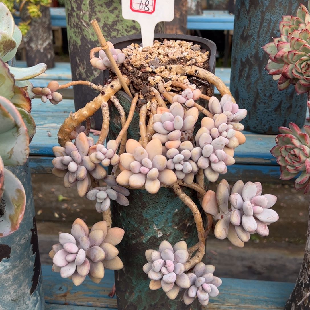 露养老桩桃蛋脱土发货