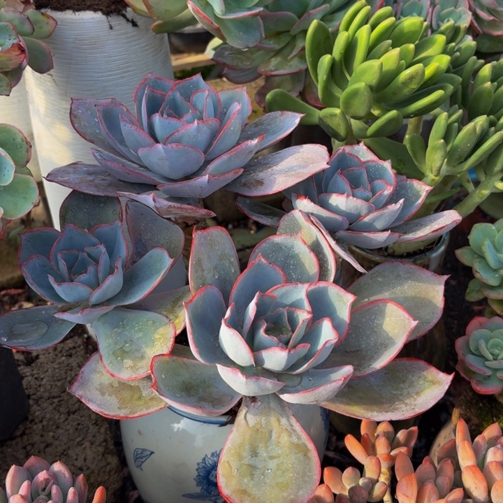 蓝***猫老桩精品肉肉肯尼迪