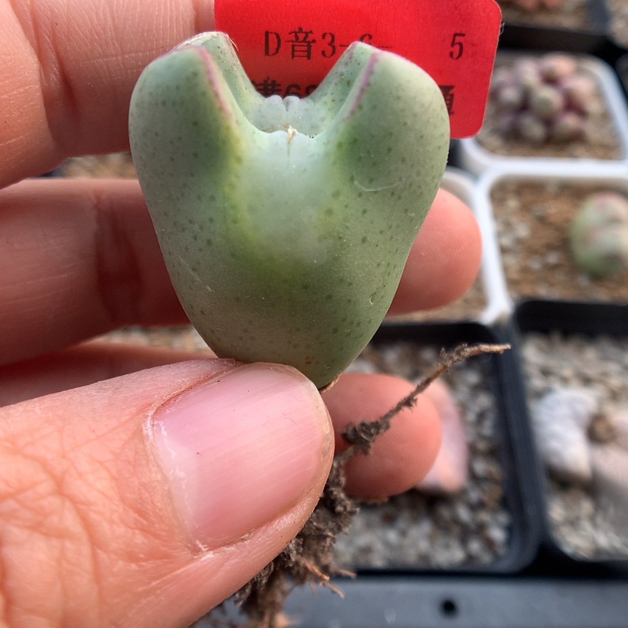 【闪购商品】3-6-5 短耳朵大眼睛少将一颗特 20