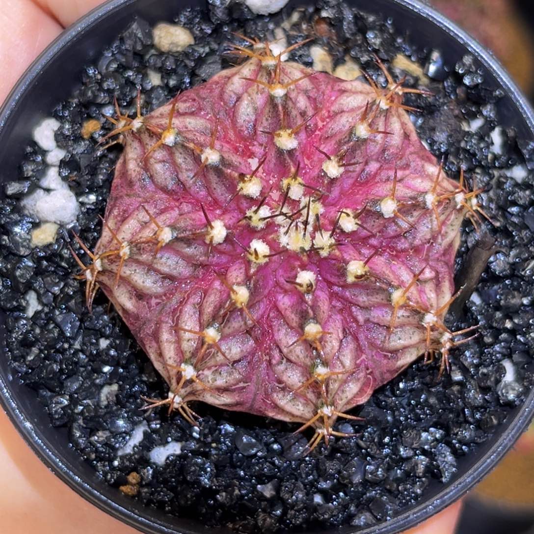 A****工专拍的 米哈仙人球