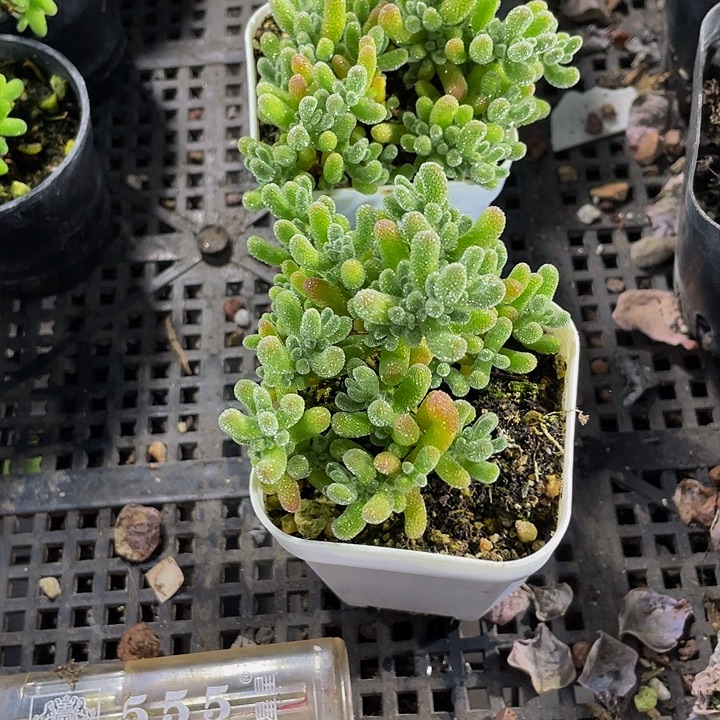 冰晶吱嘎带盆土发货