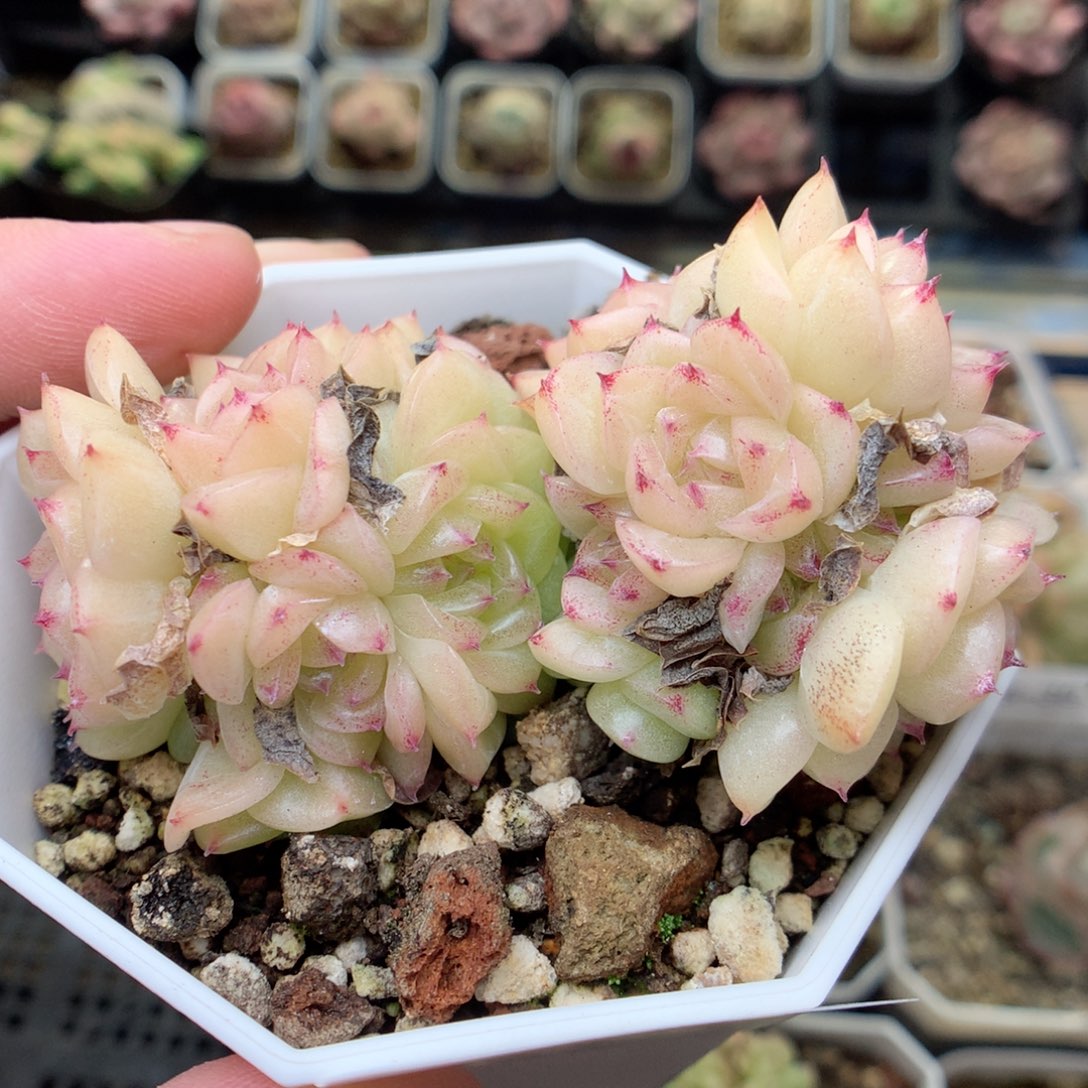 G48两群，20包邮两天凑单