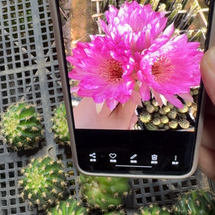 231丽花嫦娥歪3公分左右无根侧牙，20包邮