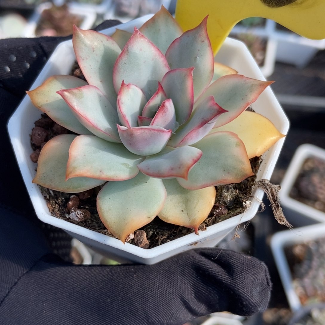 6116月光女神锦多肉植物