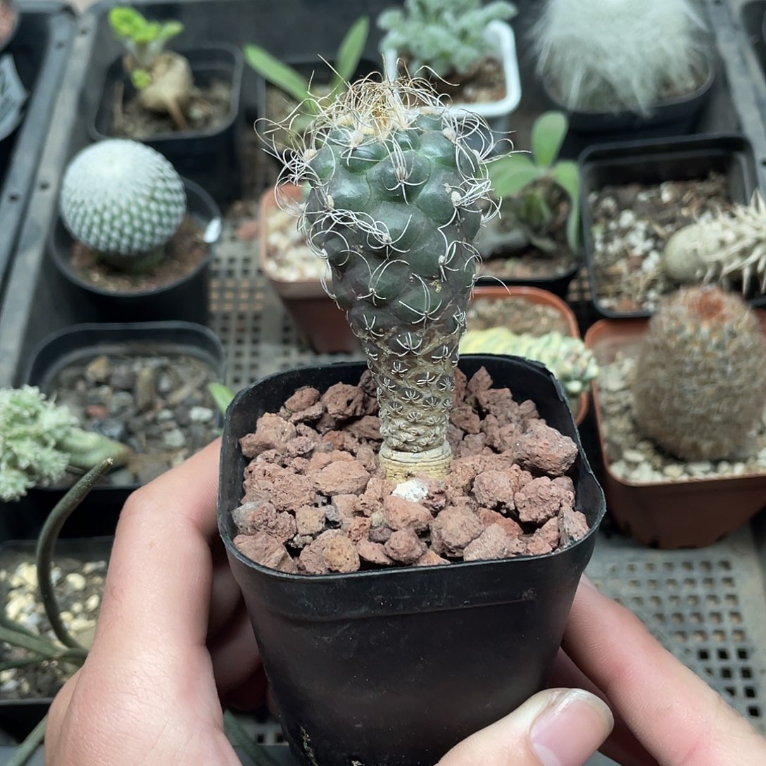 478草刺娇丽（满18包邮）（脱土裸根）