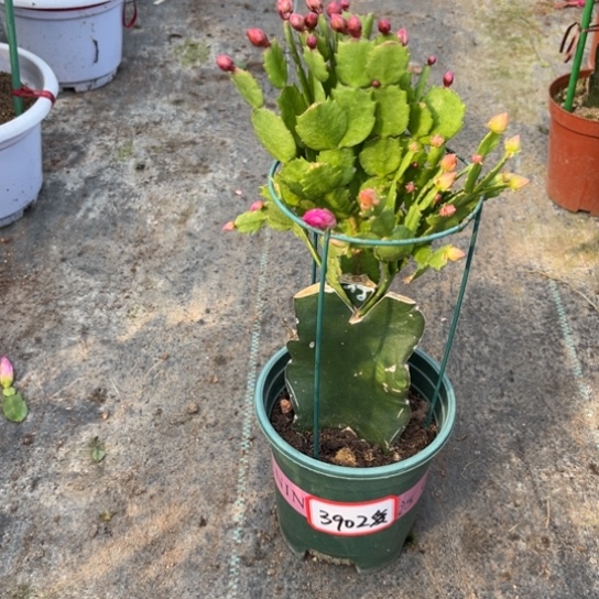 爱***三色重瓣蟹爪兰3902