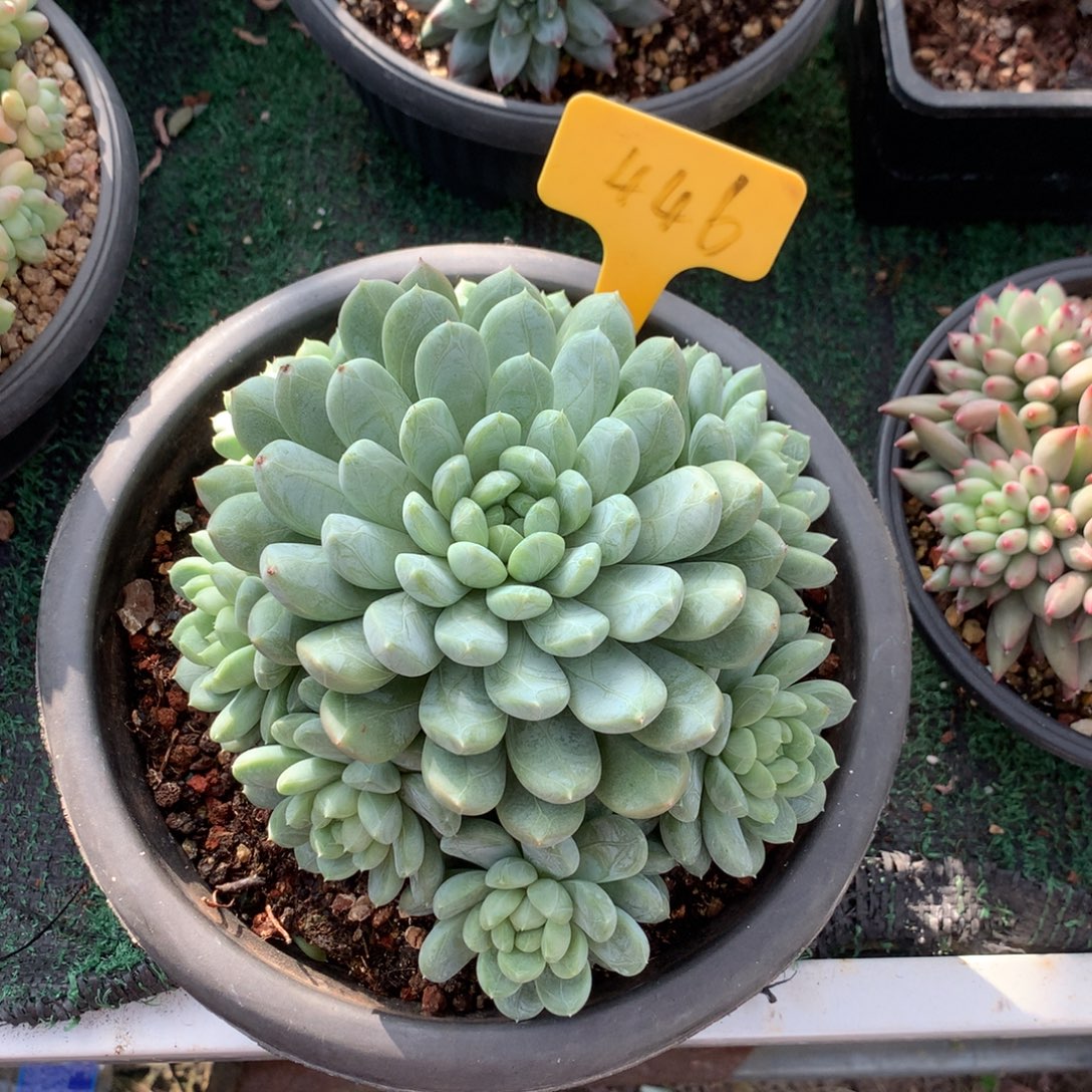 百搭翡翠手镯项链