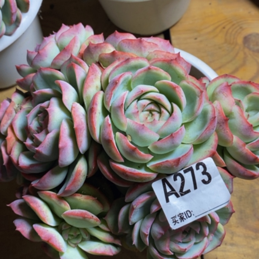 【闪购商品】自***量