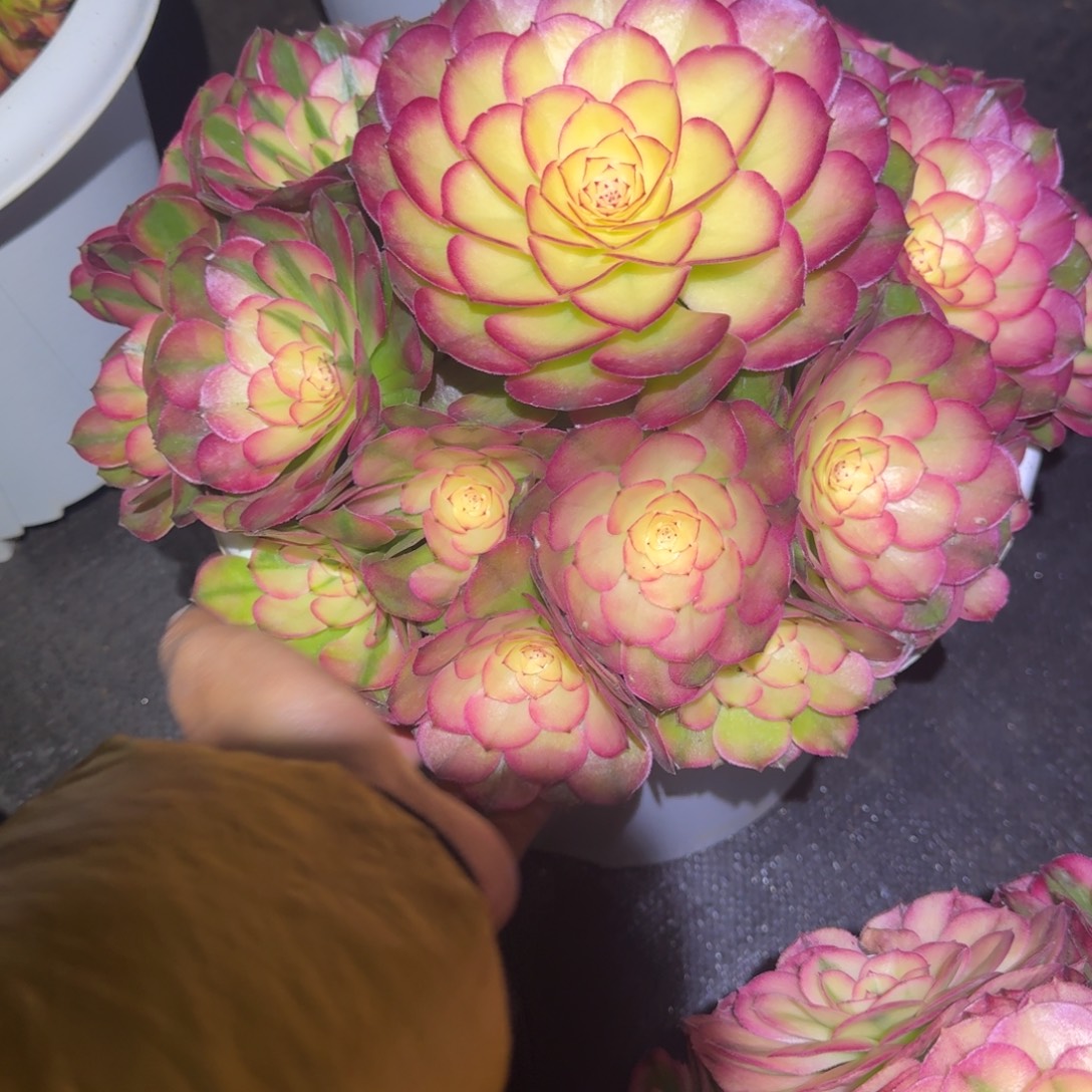 彼****snsnsnsnsnsnsjnnn荔枝