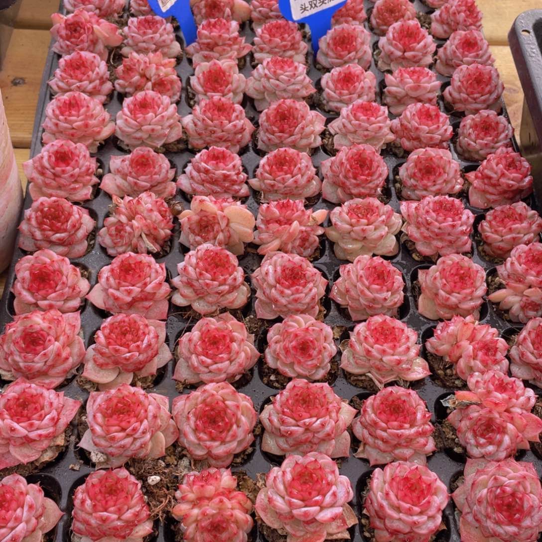 量拍72号 糖心天鹅绒单头双头混发7个