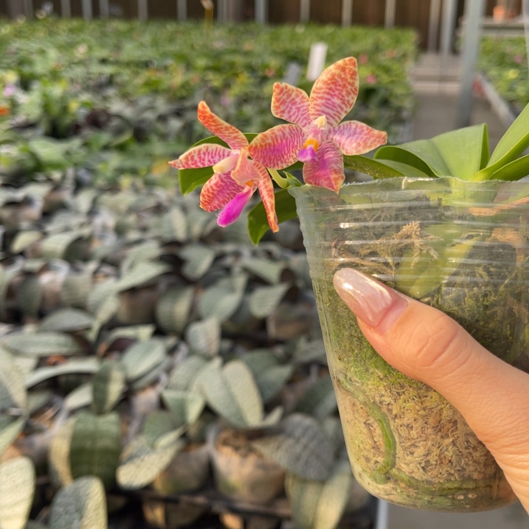 完全开放爪哇路德