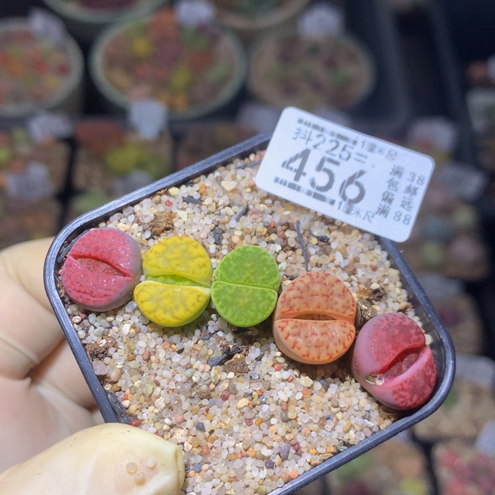 精品生石花225.456