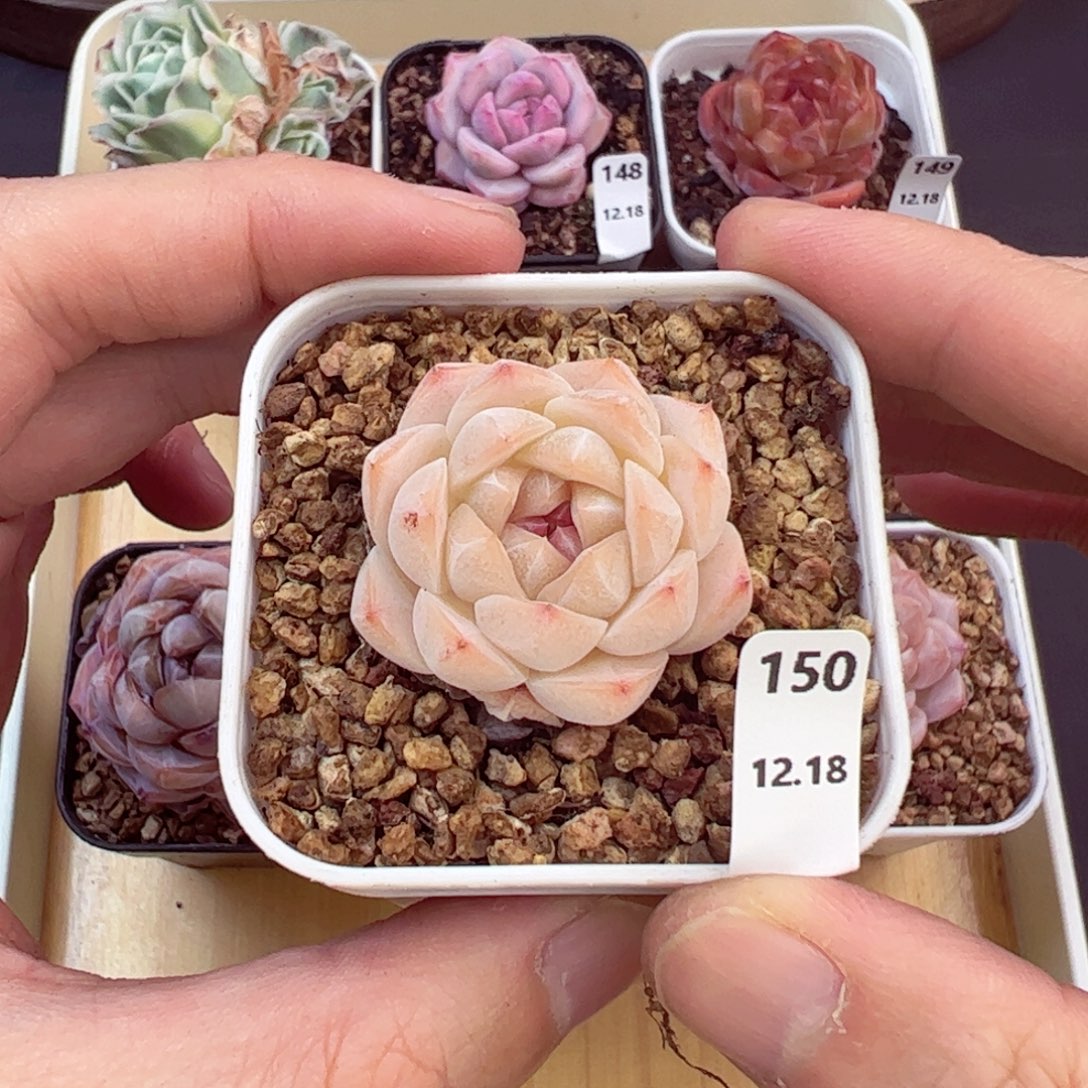 好好看150、哈哈哈哈