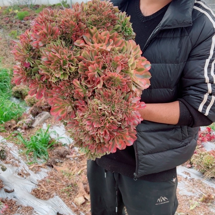 超大颗红袖多肉法师41号