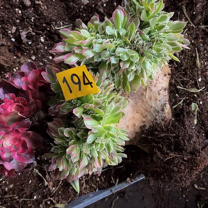 多肉植物白凤194