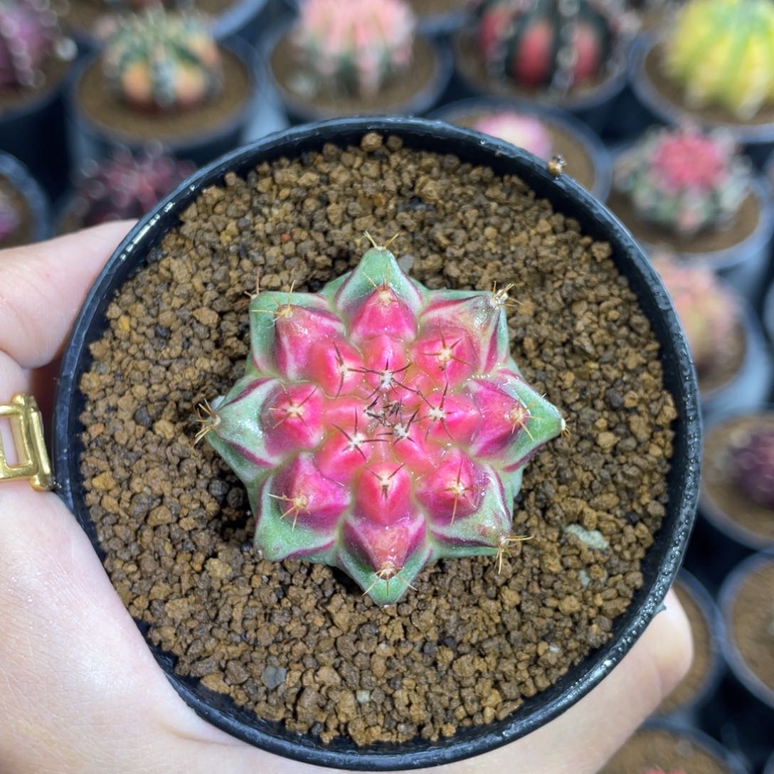 粉红樱桃0000000009