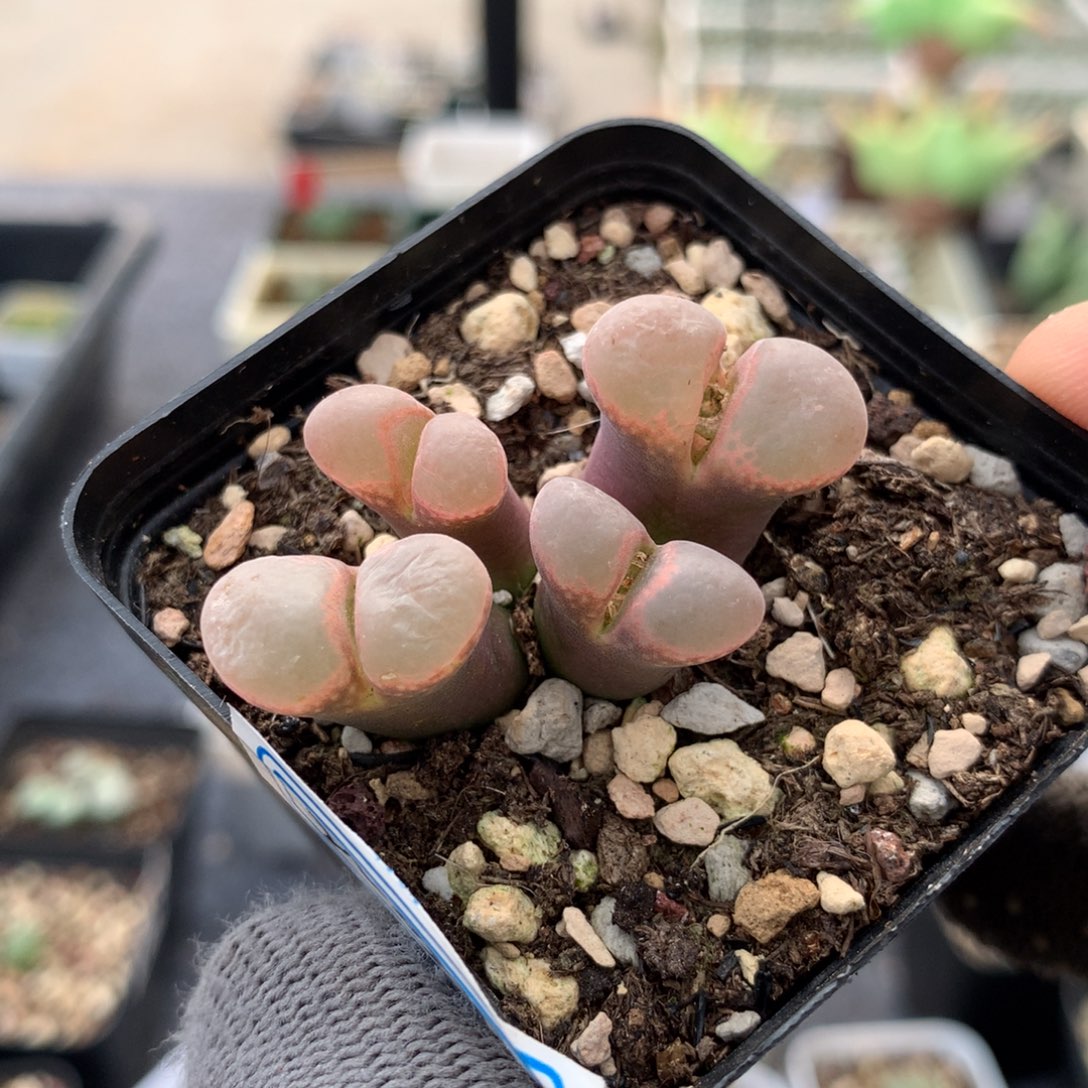 22058风铃母本一颗