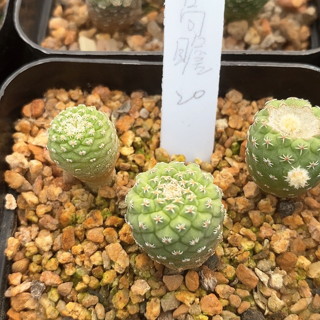 高**瞩土土花花花花花花花花