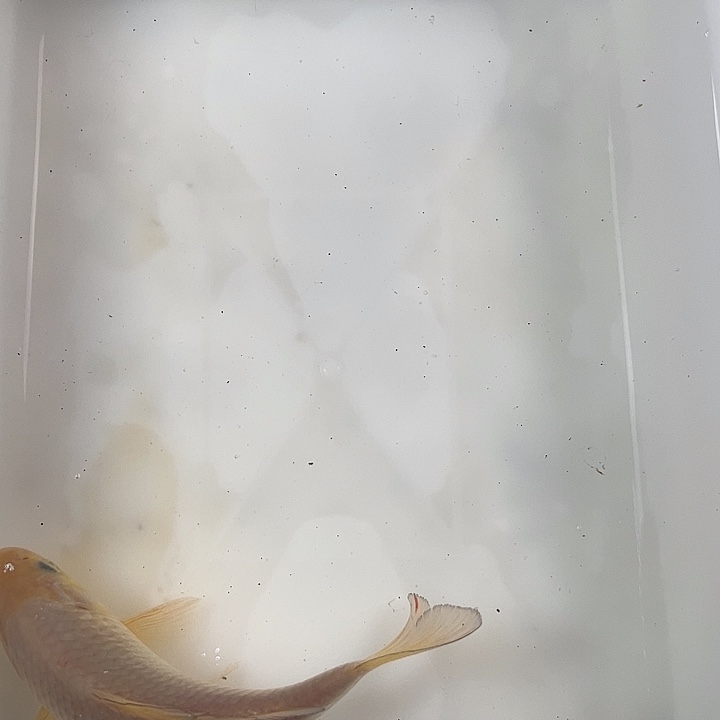 锦鲤血统锦鲤养殖