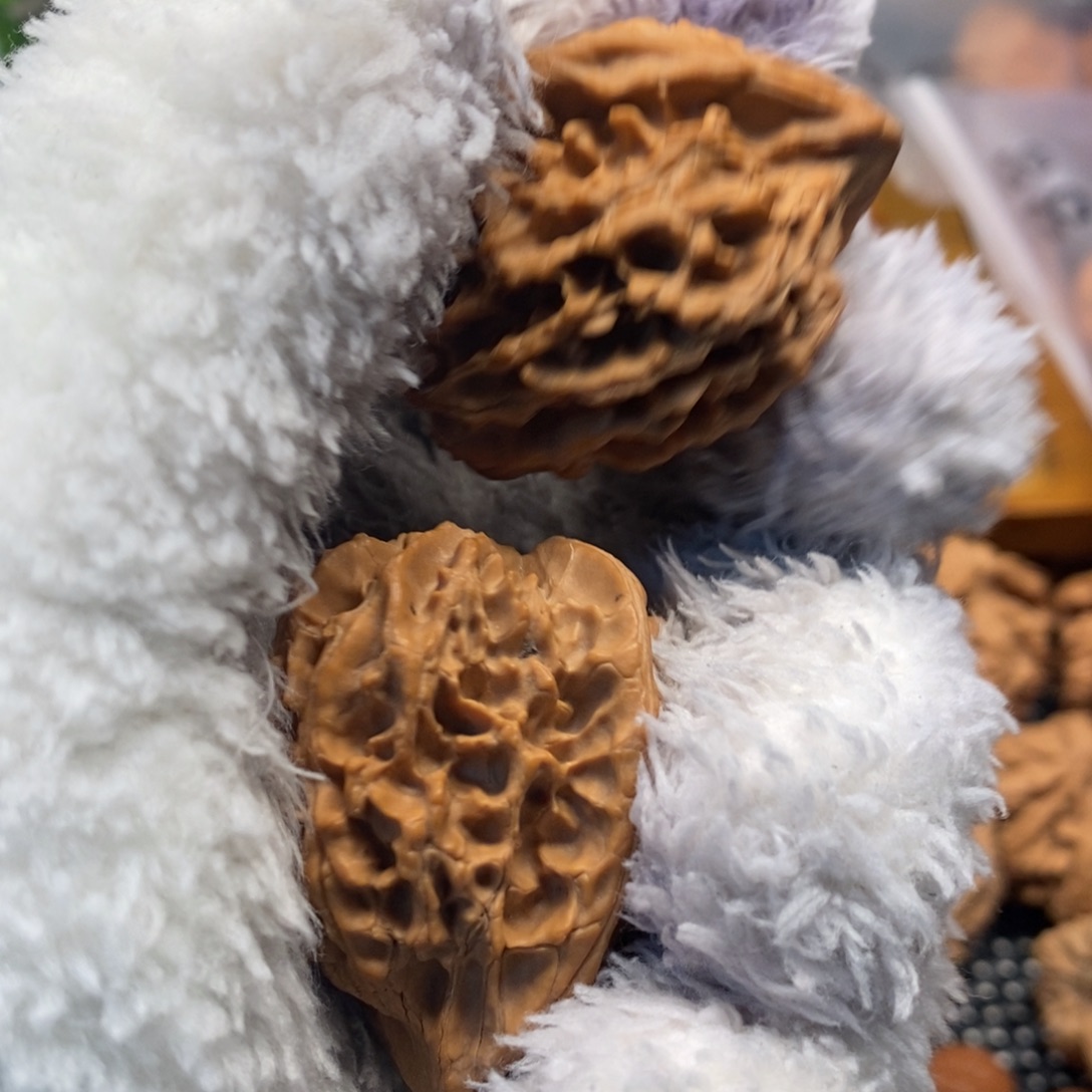 基****秦岭南北缘是指长江北岸