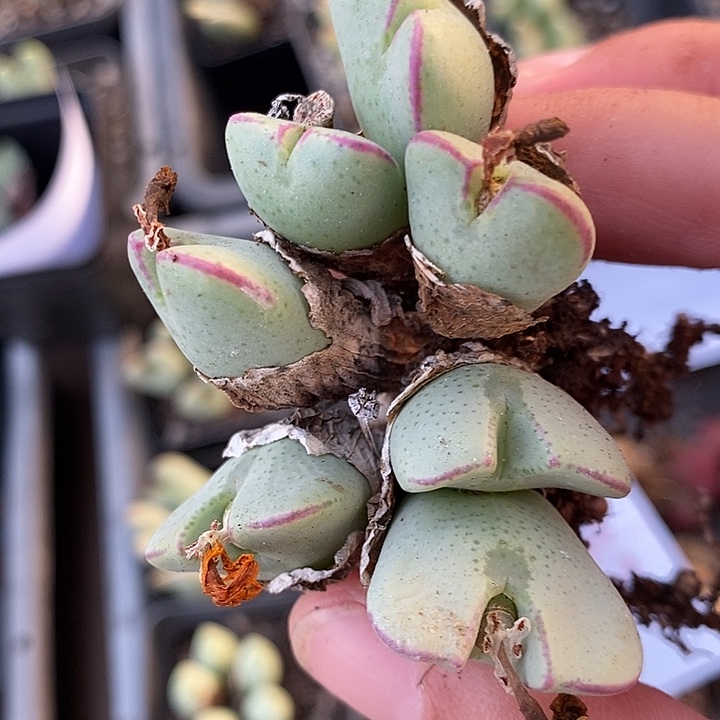 850红边少将一群。    