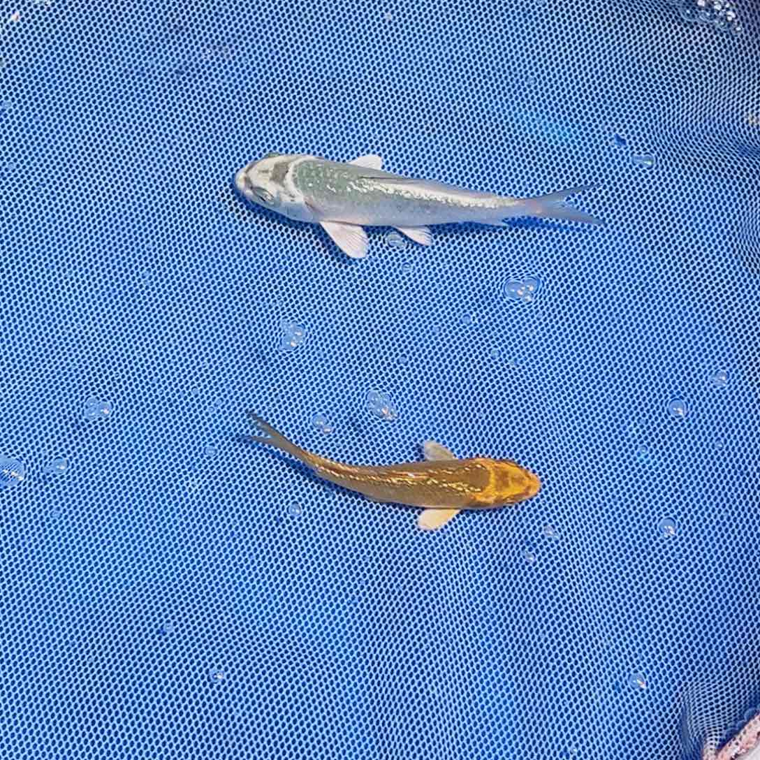 振***鞋锦鲤锦鲤观赏鱼111