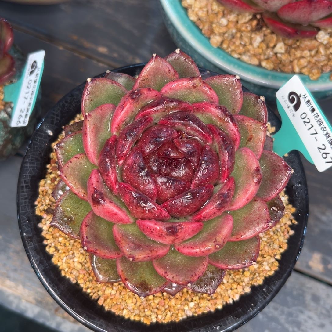 多肉一物一拍0217-267