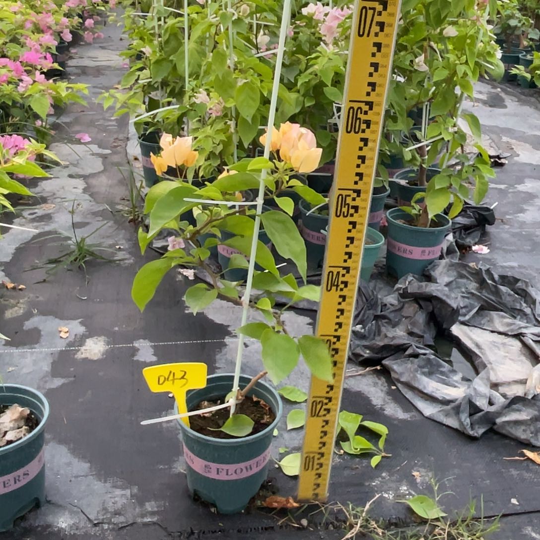 当前无花栽培后可以开花043金探戈（黄金啊达娜）