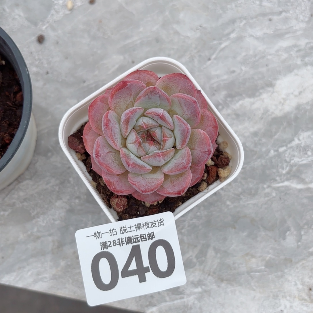 冰魄单头无盆土发货