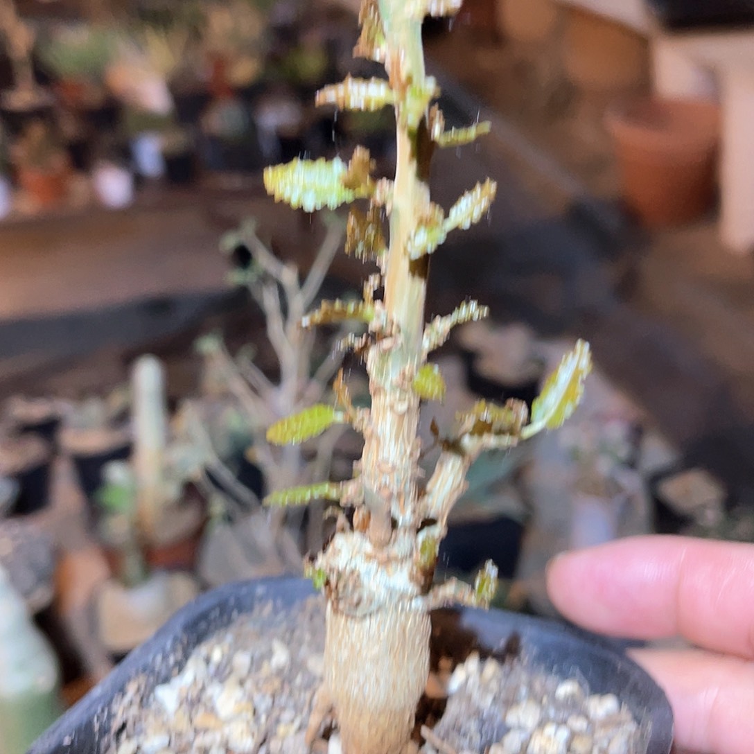 娜娜乳香多肉植物