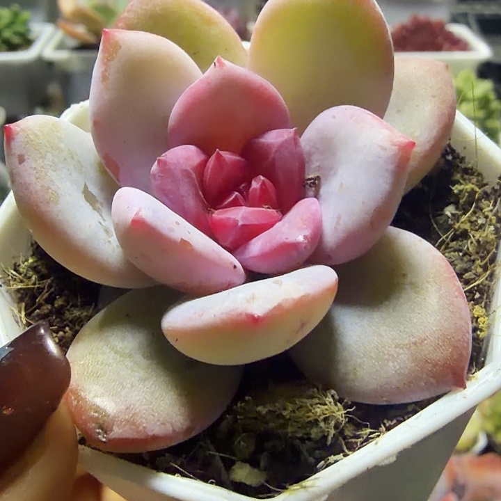 溏心雪天使满12.9包邮