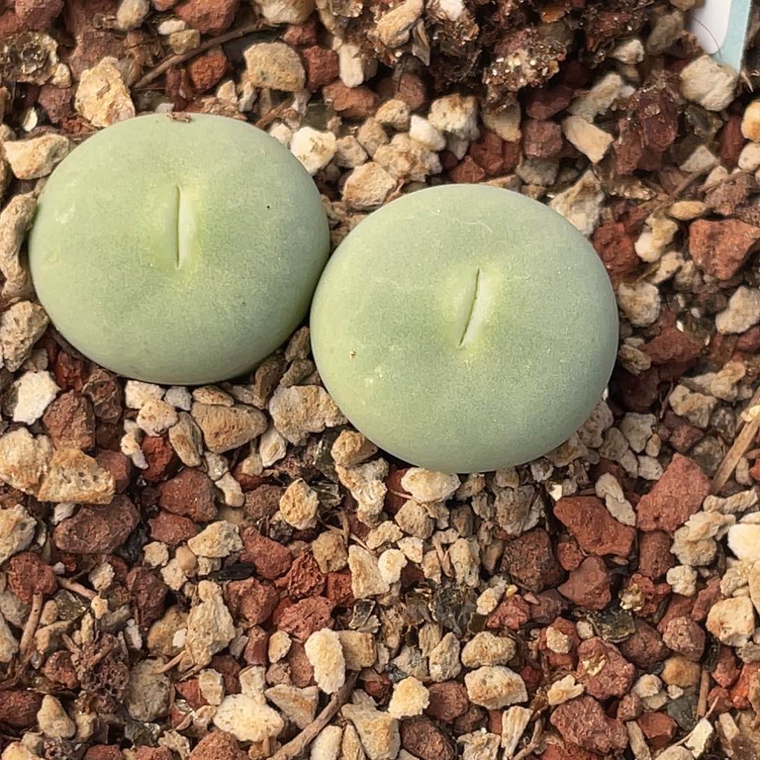 26-131嘴多肉植物肉锥