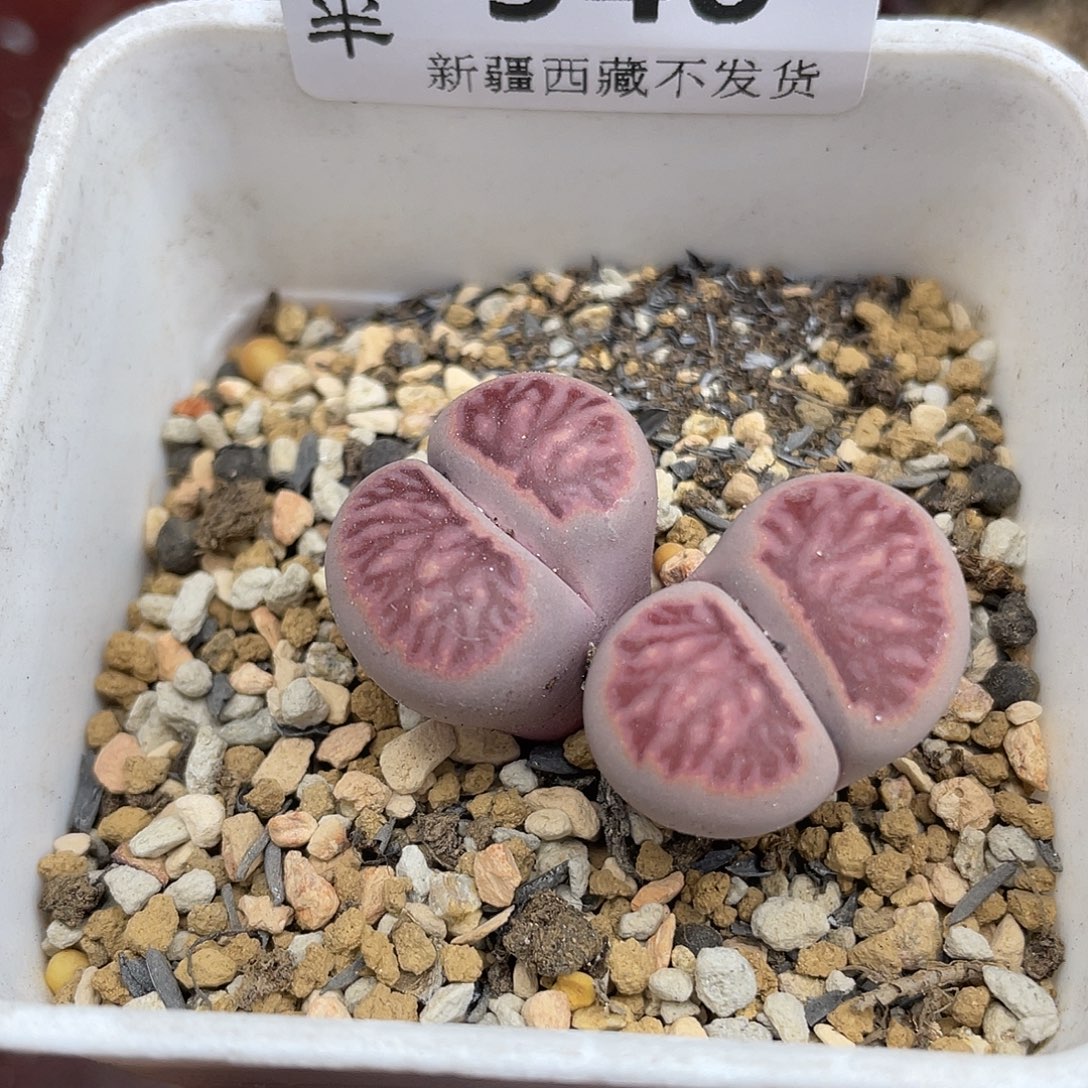 946000000花花花花花花