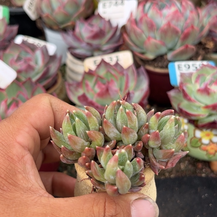 炫彩星多肉植物萃取