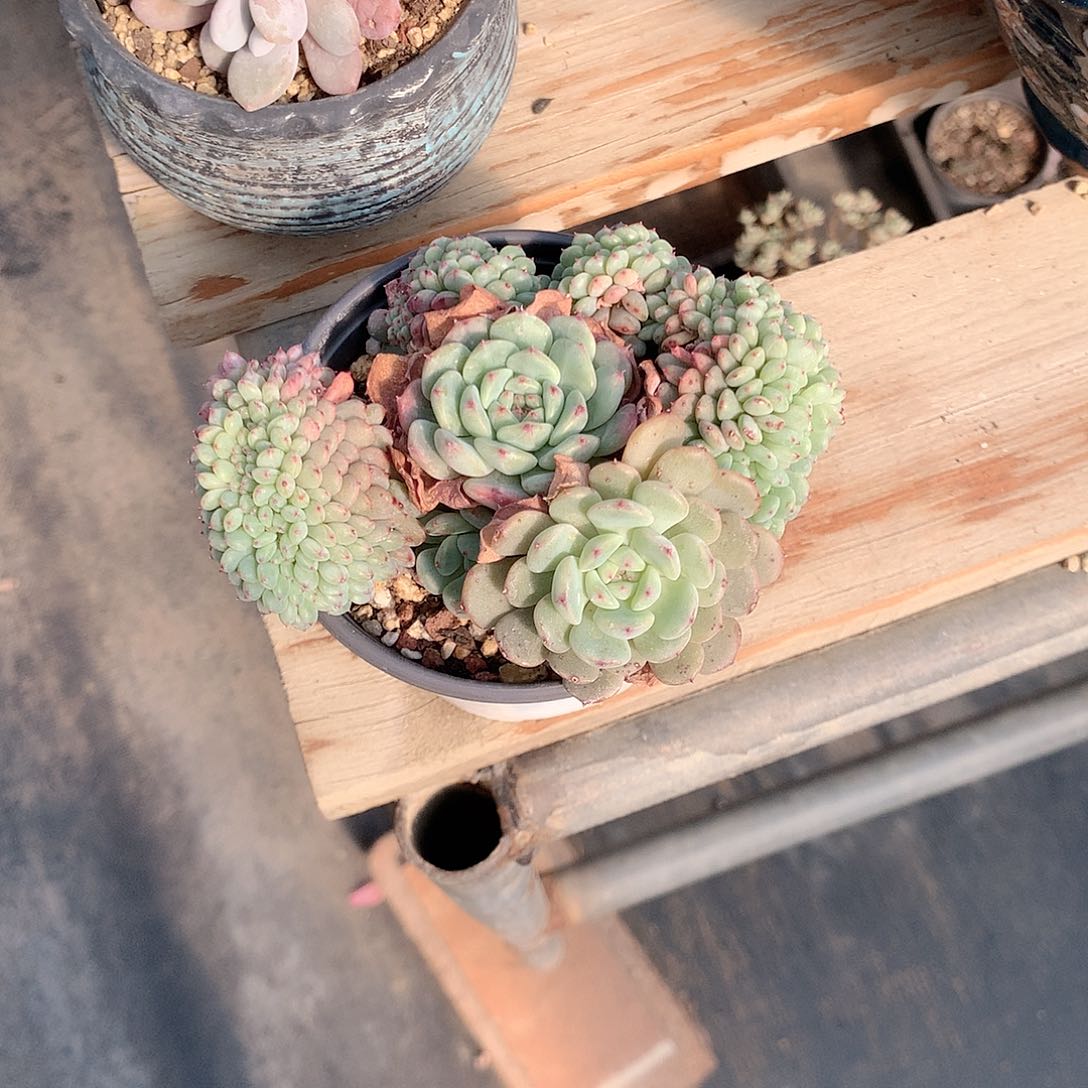 白胖子缀化多肉植物