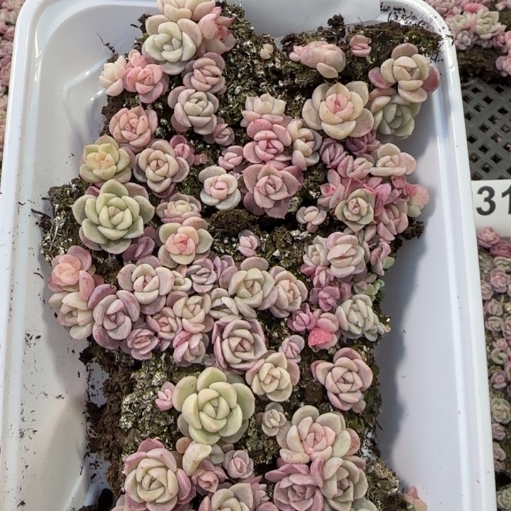 236 号紫心混种播苗一盒