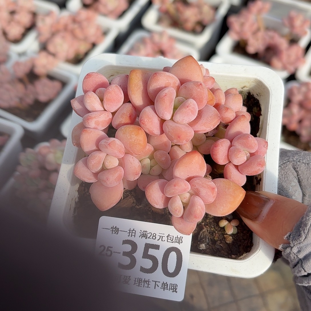 红洛神无盆土发货