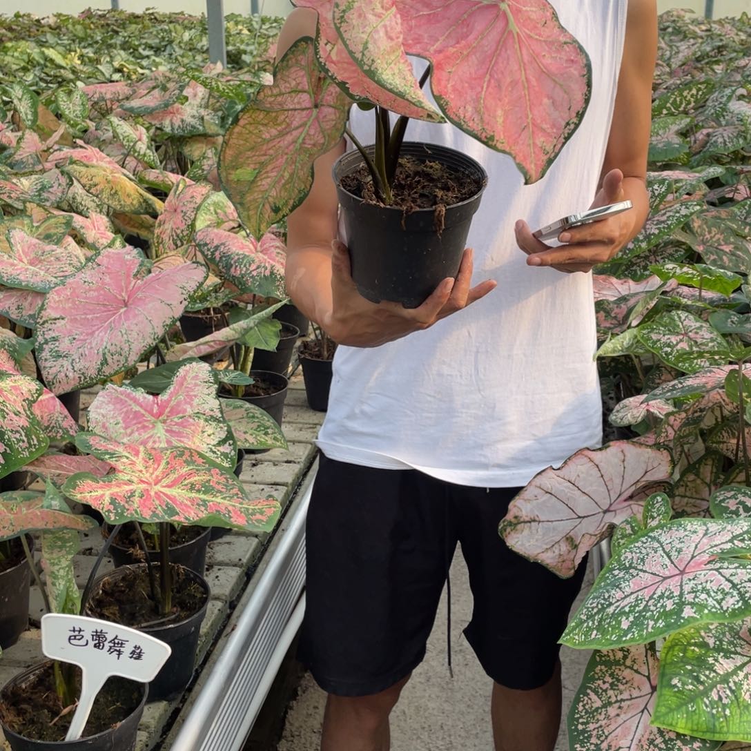 无花朵20号4公分巴黎舞鞋