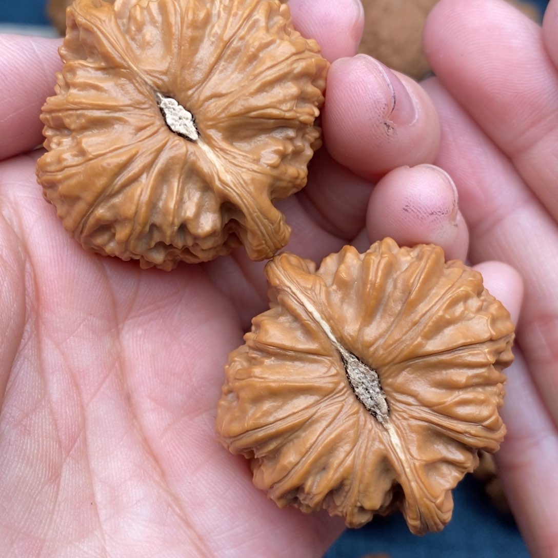 文玩核桃把件42老树球白