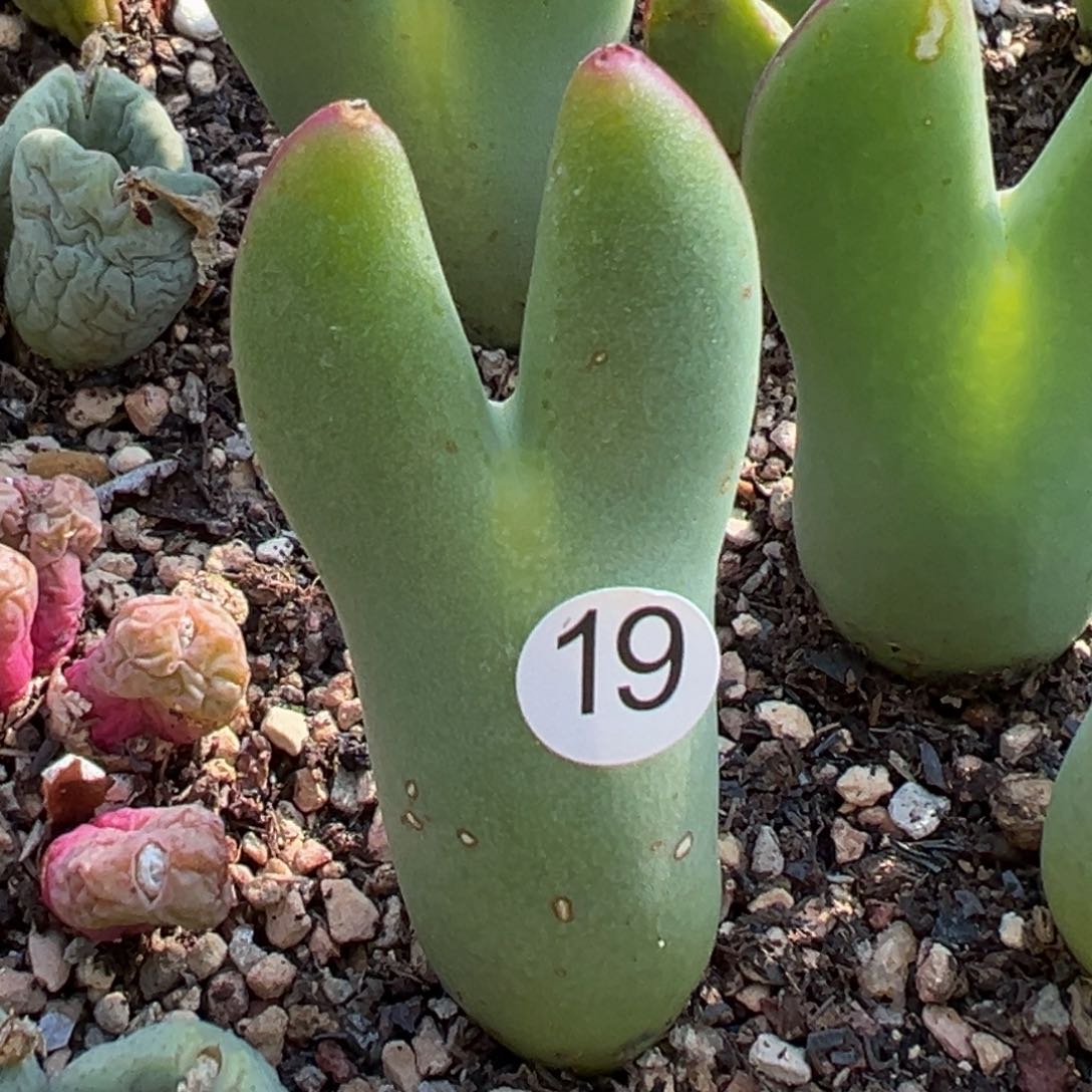 多肉植物111111111111111