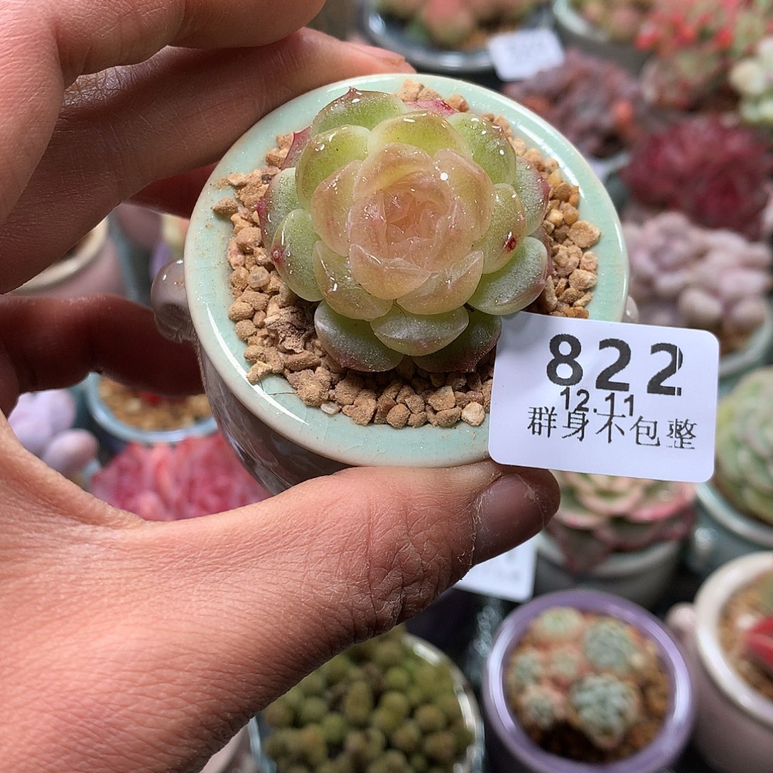 精控拇指盆12.11822