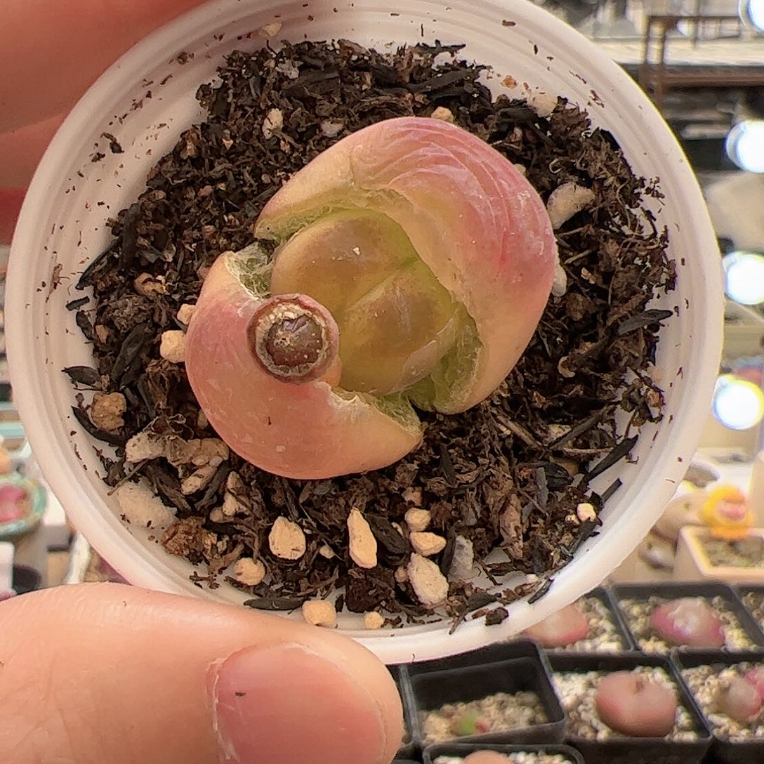 【闪购商品】137 带盆