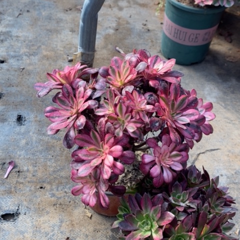 两颗多肉植物035