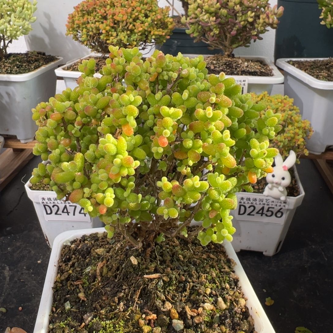 D2478金桔一物一拍