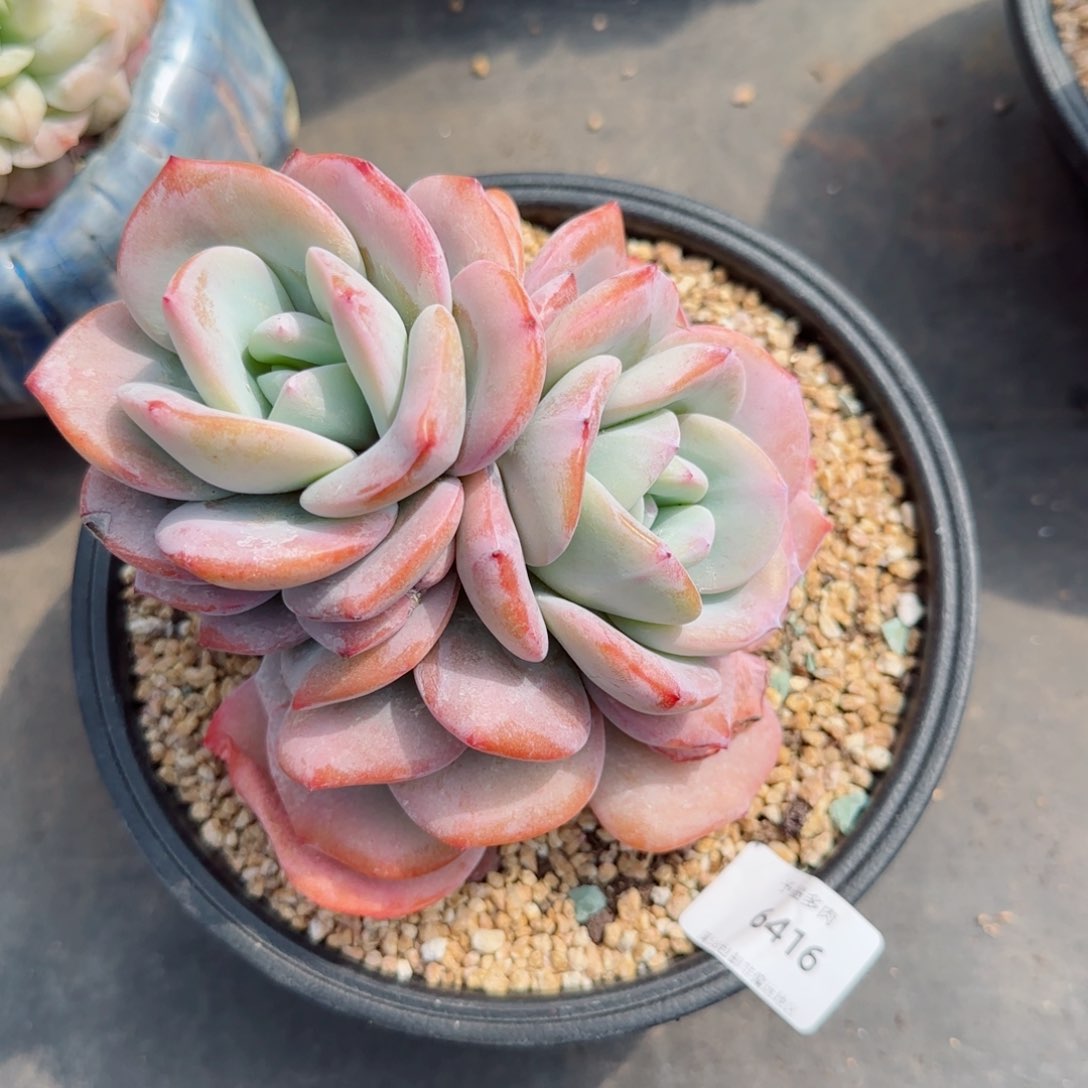 奶茶，6416多肉植物