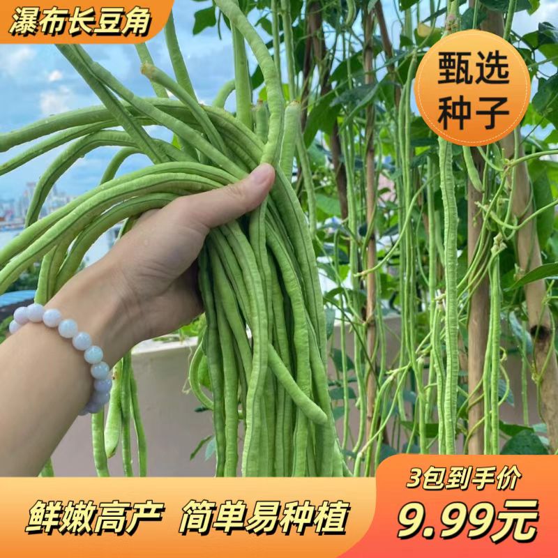 瀑布长豇豆种子特长四季豆秋冬季春夏季豆角种籽大全蔬菜长豆角