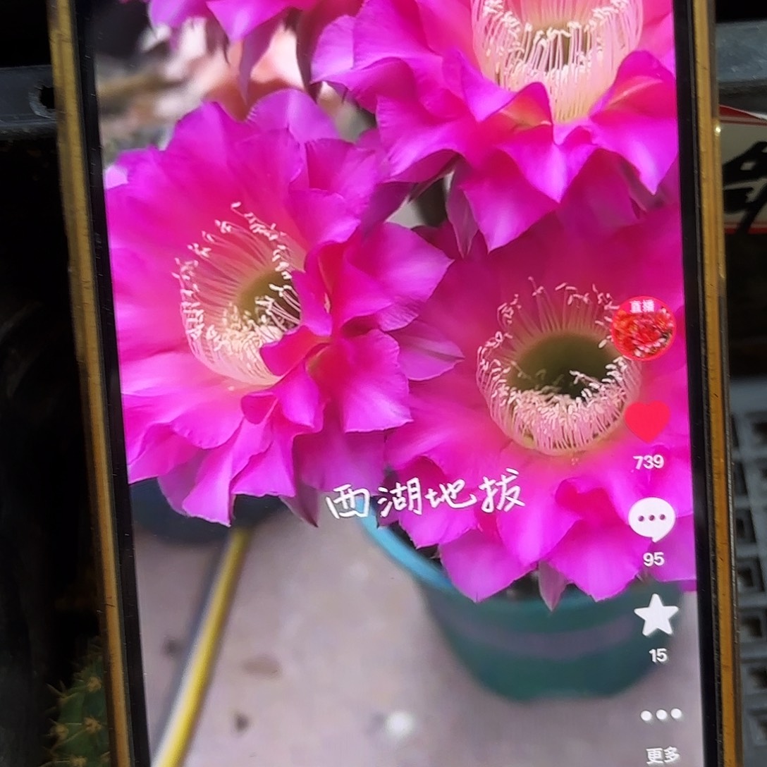 地拔侧牙20包邮仙人球39