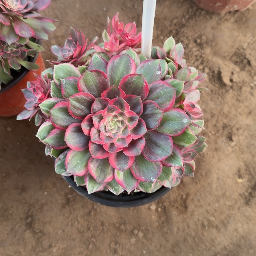 4192黑魔锦多肉法师多肉