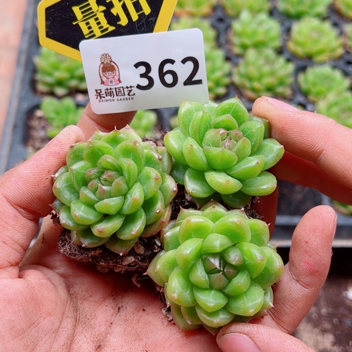 多肉植物多肉植物