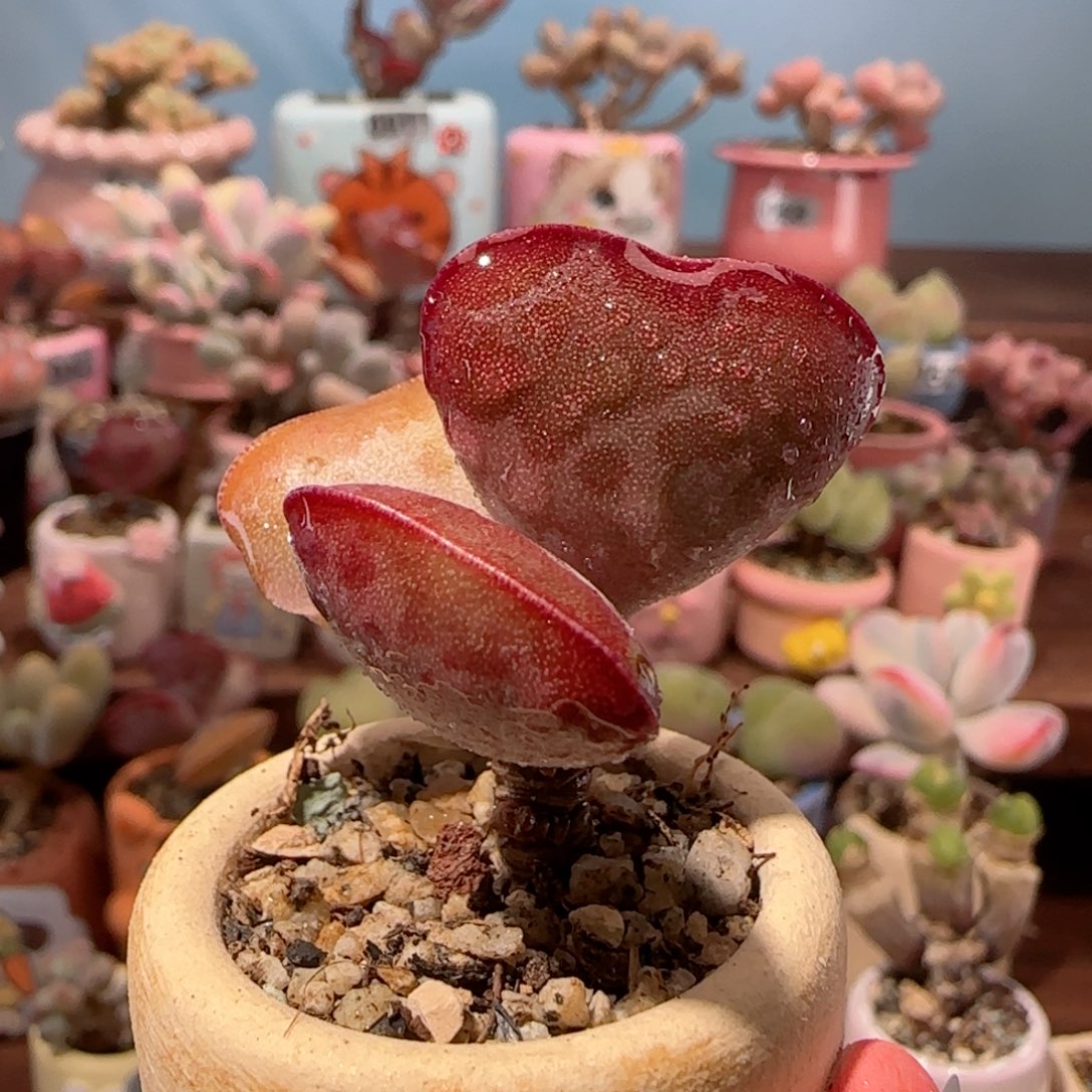 爱心水泡盆口 3cm